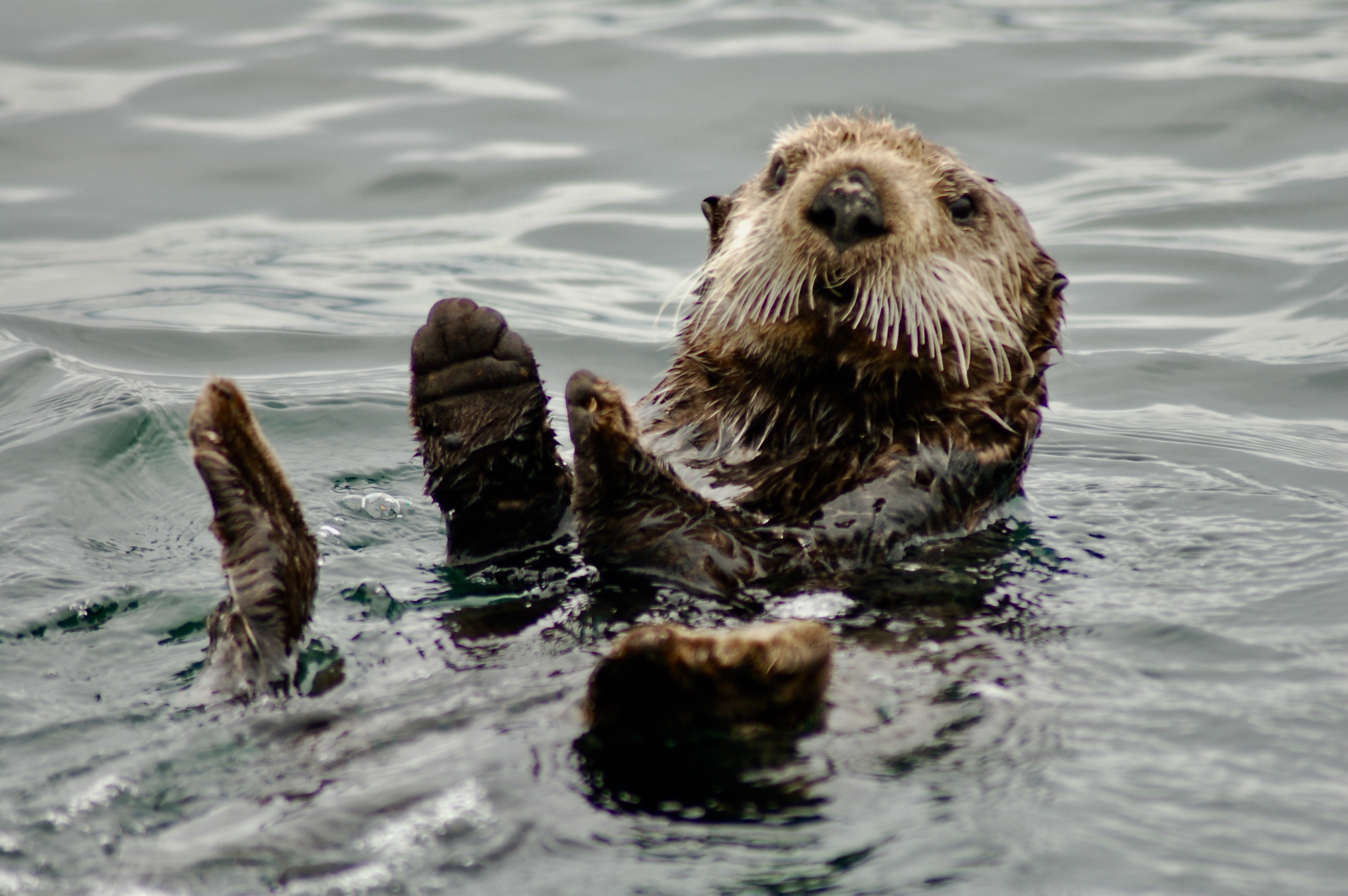 Sea Otter - Sea Roamer Charters